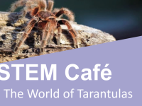 STEM Cafe - The World of Tarantulas (tarantula on a log)
