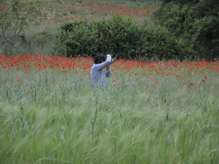 A student in a poppy field taking photos -  Italy 2014