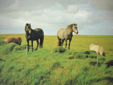 Joyce McClain I- celandic Ponies