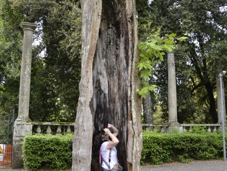 Taking photos in a tree - of a tree - Italy 2014