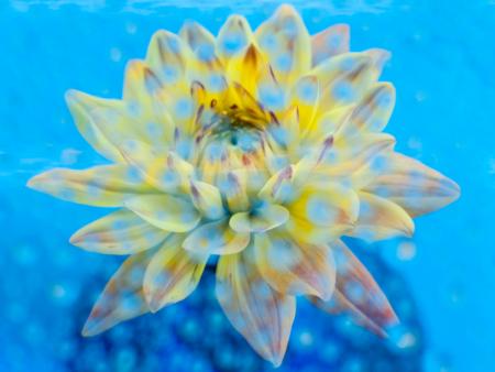 Nancy E. Myer - Water Dahlia Dream