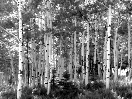 Rosanne Juergens - Springtime Aspens