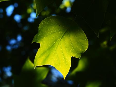 Amanda Hawes - A Beautiful Day Under the Trees