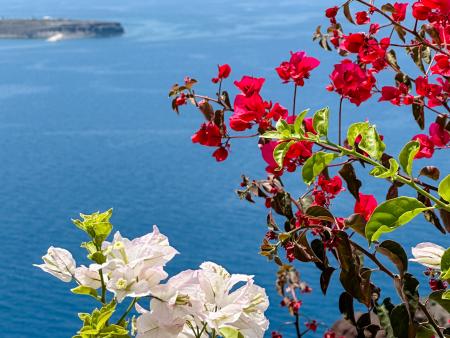 Tabor Sutton Bougainville