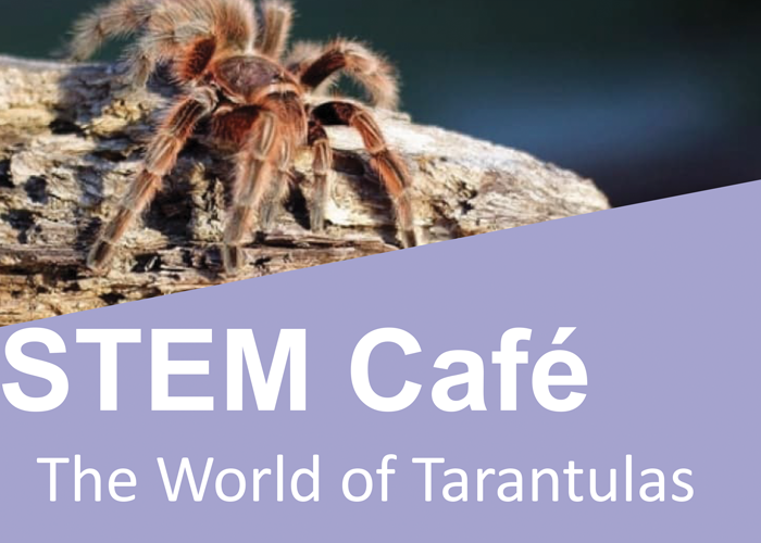 STEM Cafe - The World of Tarantulas (tarantula on a log)